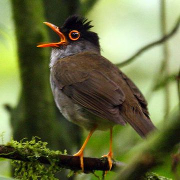 Black-headed Nightingale-thrush