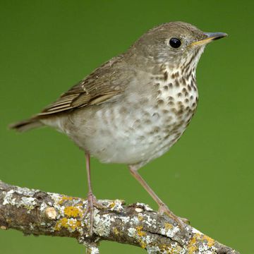 Grey-cheeked Thrush