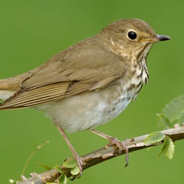 Swainson's Thrush