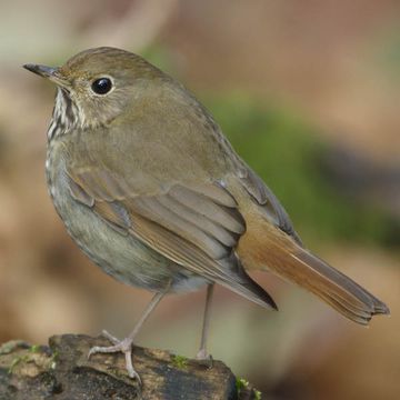 Catharus guttatus