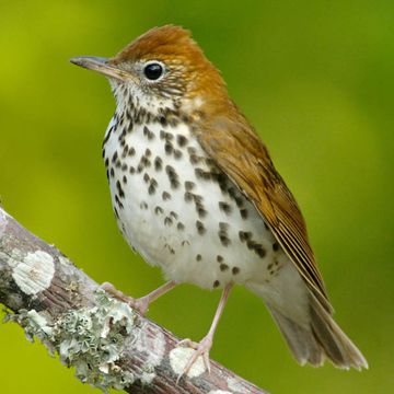 Wood Thrush