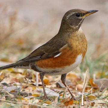 Turdus obscurus