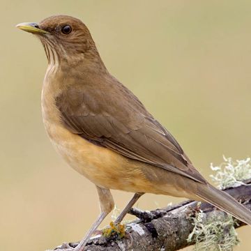 Clay-coloured Thrush