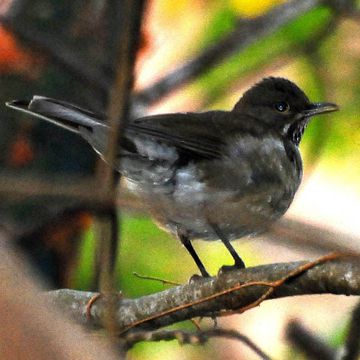 White-throated Thrush