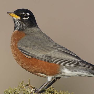 Turdus migratorius