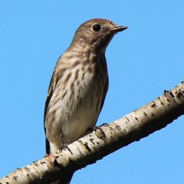 Grey-streaked Flycatcher