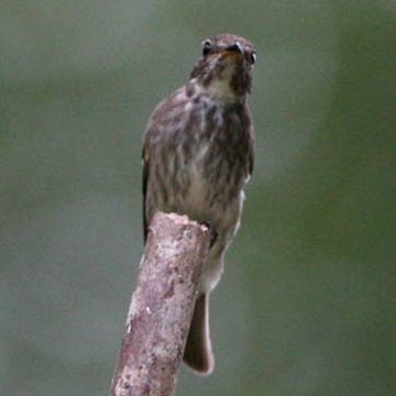 Muscicapa sibirica