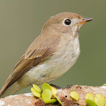 Asian Brown Flycatcher