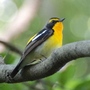 Narcissus Flycatcher