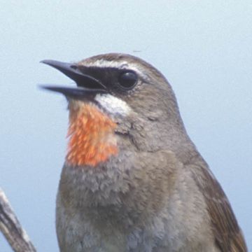 Siberian Rubythroat