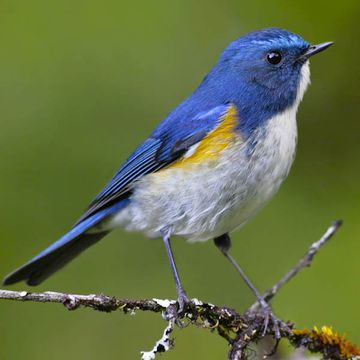 Orange-flanked Bush-robin