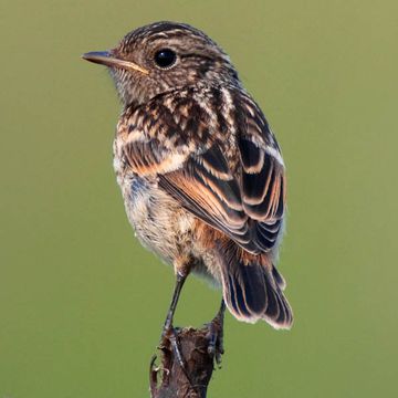 Saxicola torquatus