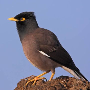 Common Myna