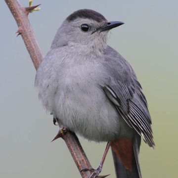 Grey Catbird