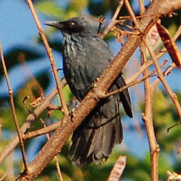 Melanotis caerulescens