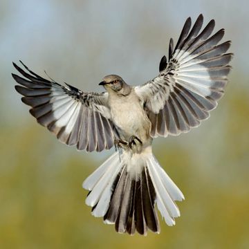 Northern Mockingbird