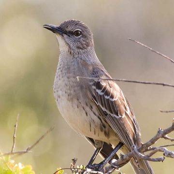 Bahama Mockingbird