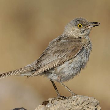 Sage Thrasher