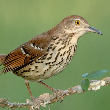 Brown Thrasher