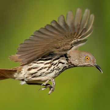 Long-billed Thrasher