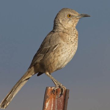 Toxostoma bendirei