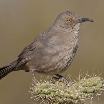 Krummschnabelspottdrossel