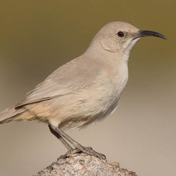 Le Conte's Thrasher