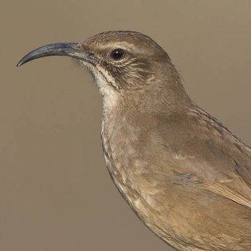 California Thrasher