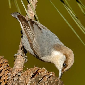 Brown-headed Nuthatch