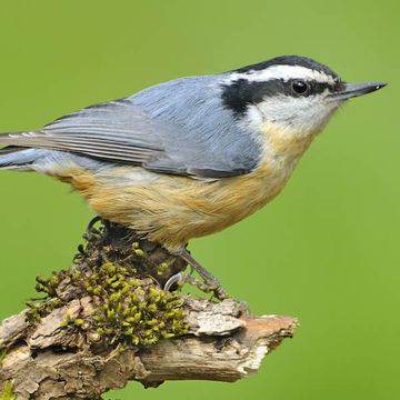 Sitta canadensis