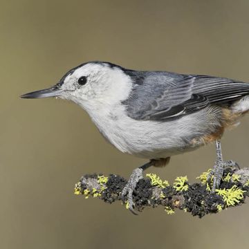 White-breasted Nuthatch