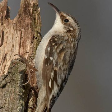 Certhia americana