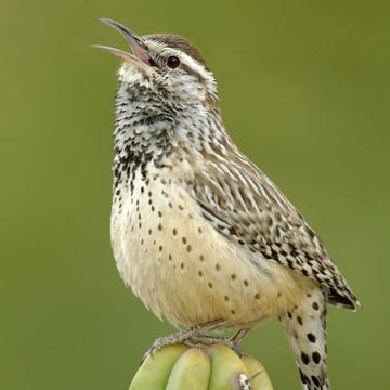 Cactus Wren