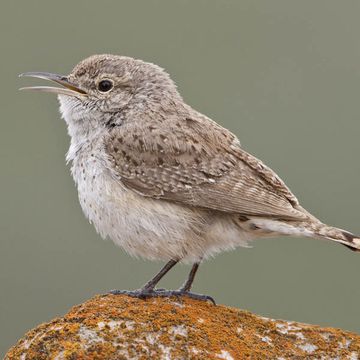 Rock Wren