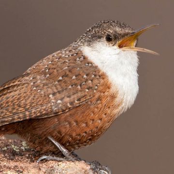 Catherpes mexicanus