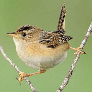 Sedge Wren