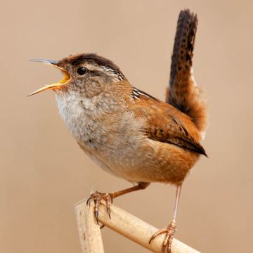 Marsh Wren