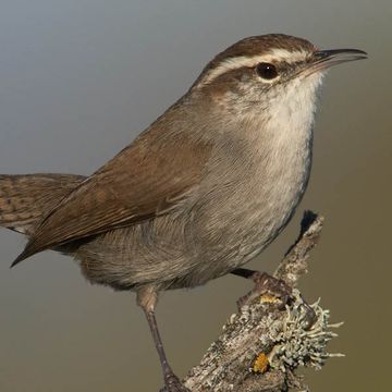 Bewick's Wren