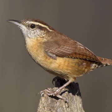 Carolina Wren