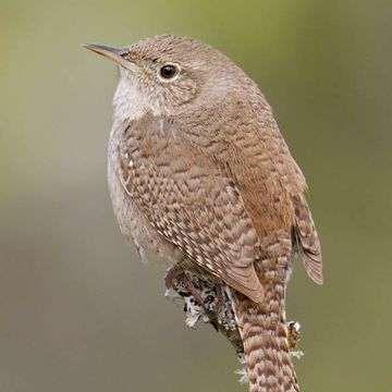 House Wren