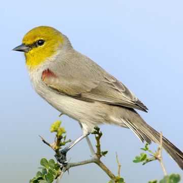 Goldköpfchen