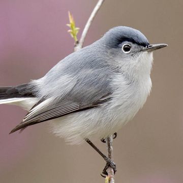 Blue-grey Gnatcatcher