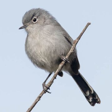 Polioptila californica