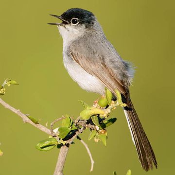 Polioptila melanura