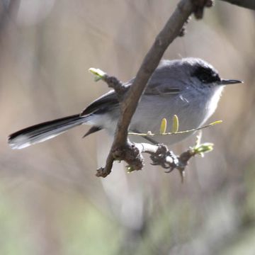 Black-capped Gnatcatcher