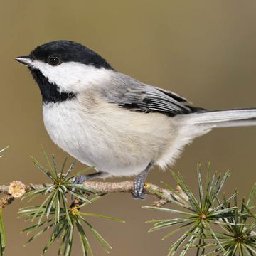 Parus carolinensis