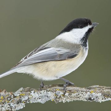 Parus atricapillus