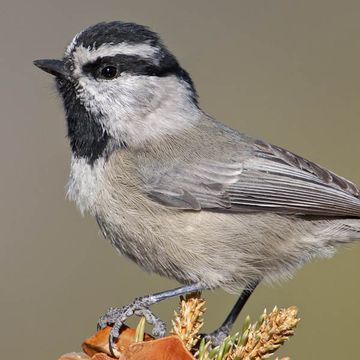 Parus gambeli