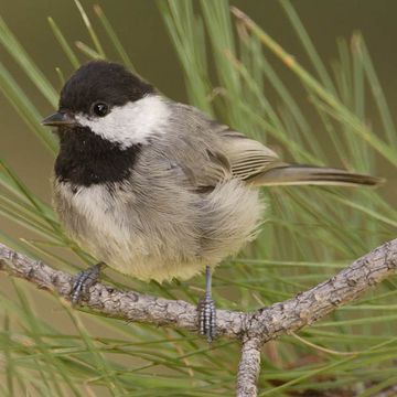 Parus sclateri