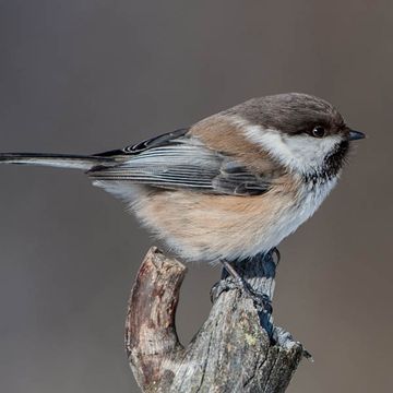 Parus cinctus